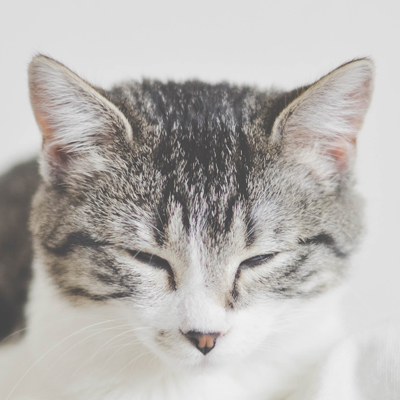 pets01